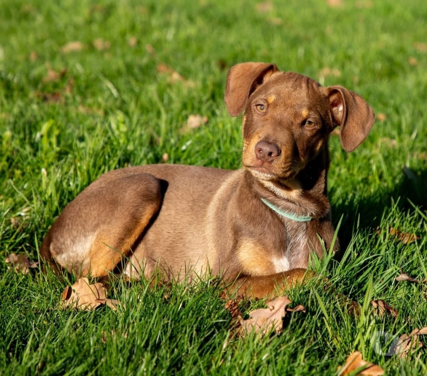 Vente Loire-Atlantique Vieillevigne - 44116 - Photos Vivastreet King, chien croisé braque à adopter