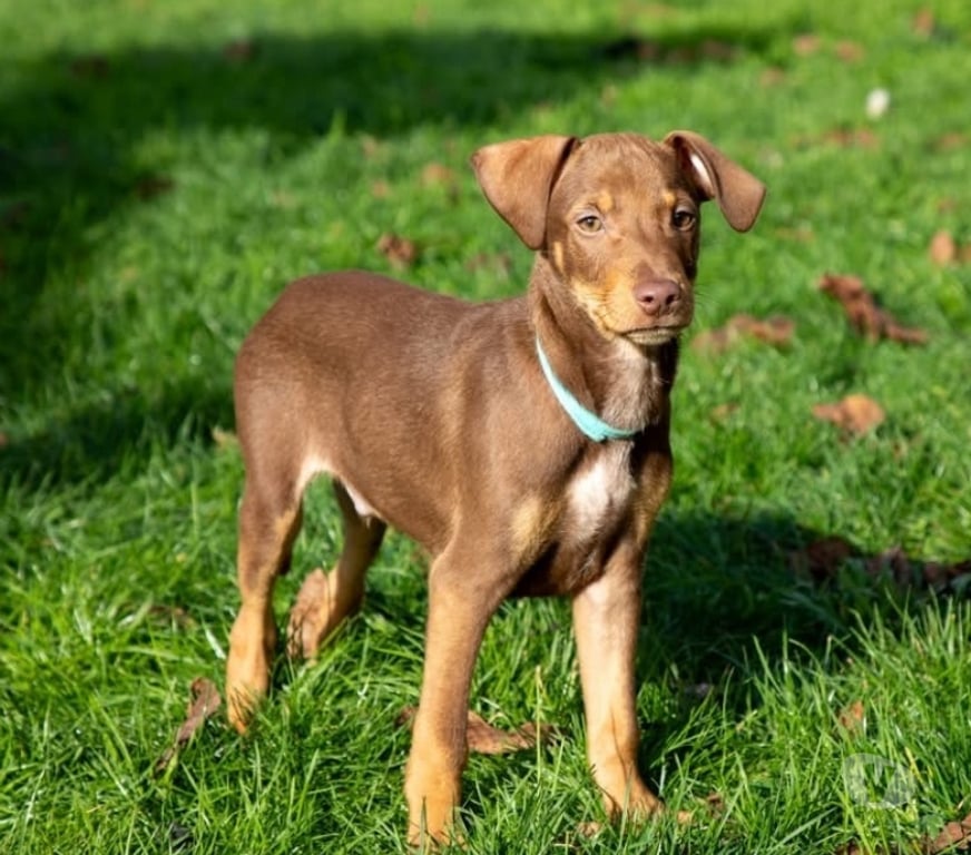 Vente Loire-Atlantique Vieillevigne - 44116 - Photos Vivastreet King, chien croisé braque à adopter