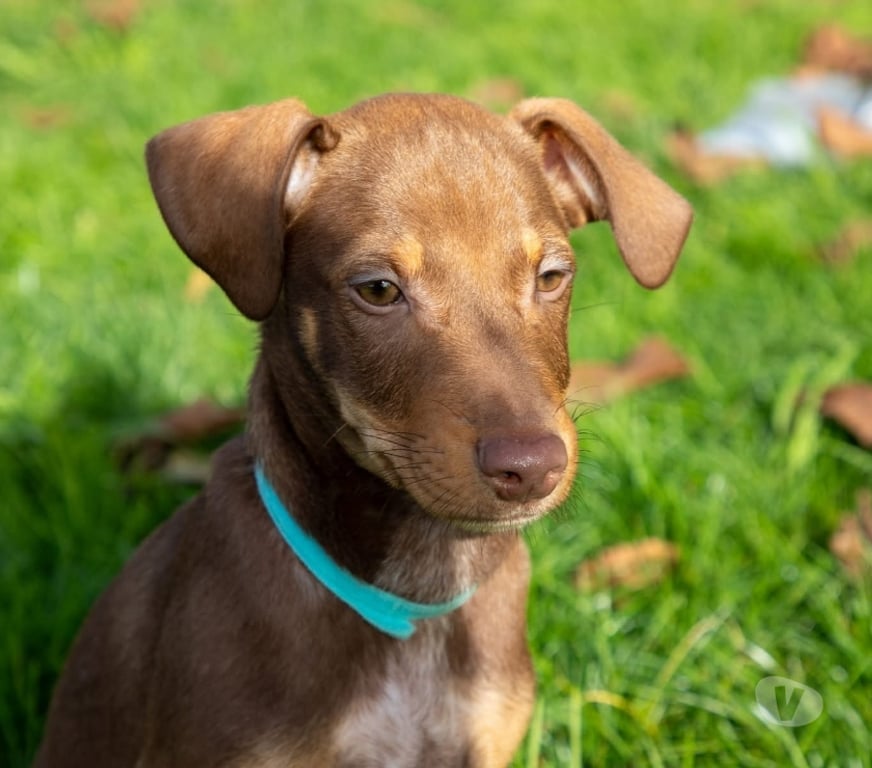 Vente Loire-Atlantique Vieillevigne - 44116 - Photos Vivastreet King, chien croisé braque à adopter