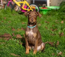 King, chien croisé braque à adopter