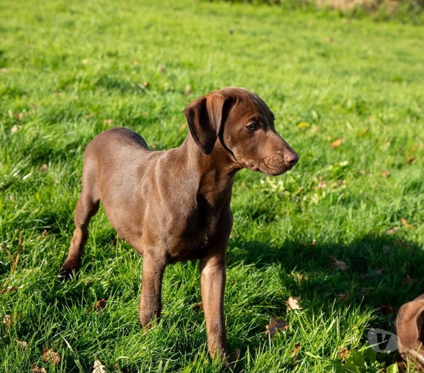 Vente Loire-Atlantique Vieillevigne - 44116 - Photos Vivastreet Magy, chienne croisée braque à adopter