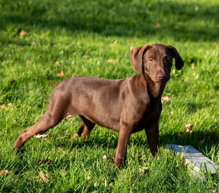 Vente Loire-Atlantique Vieillevigne - 44116 - Photos Vivastreet Magy, chienne croisée braque à adopter