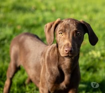 Magy, chienne croisée braque à adopter