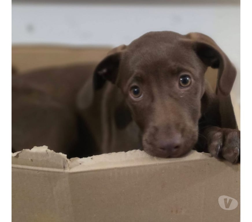 Vente Loire-Atlantique St Herblain - 44800 - Photos Vivastreet Doly, chienne croisée braque à adopter