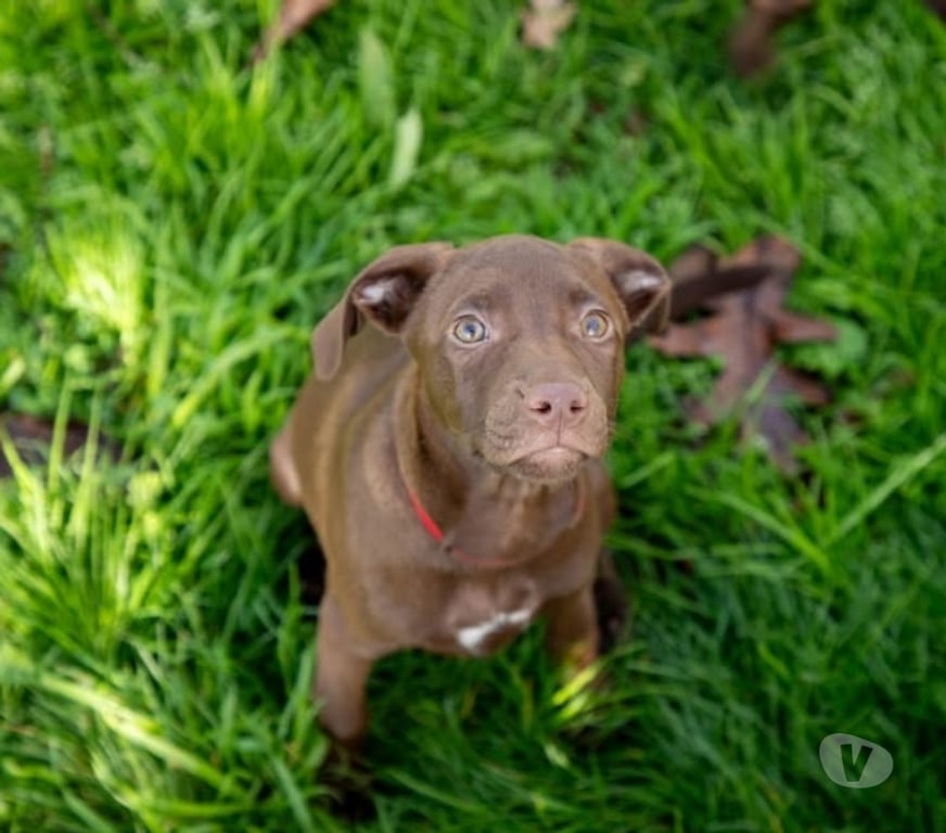 Vente Loire-Atlantique St Herblain - 44800 - Photos Vivastreet Doly, chienne croisée braque à adopter