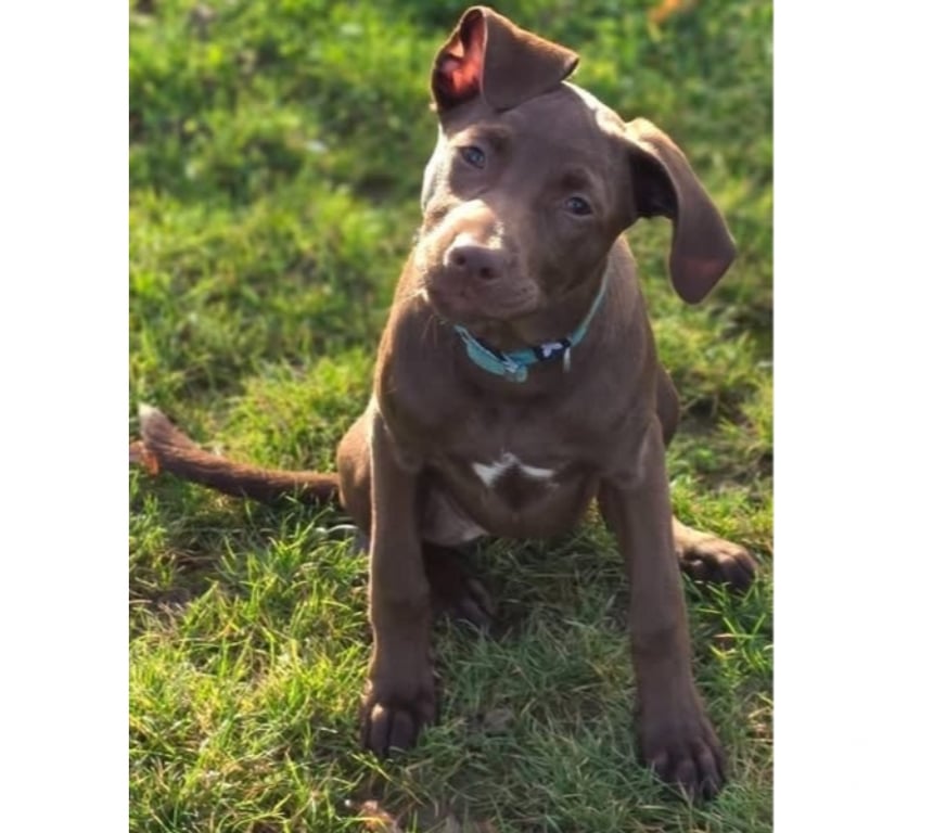 Vente Loire-Atlantique St Herblain - 44800 - Photos Vivastreet Doly, chienne croisée braque à adopter