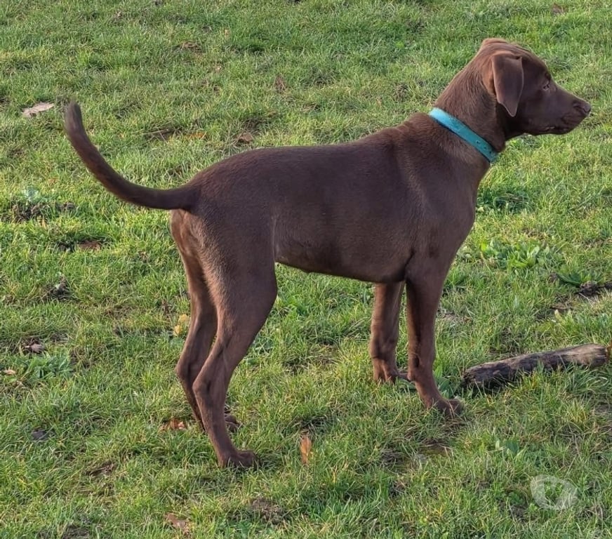 Vente Loire-Atlantique St Herblain - 44800 - Photos Vivastreet Doly, chienne croisée braque à adopter