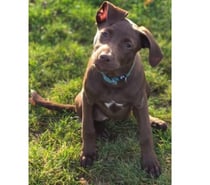 Doly, chienne croisée braque à adopter