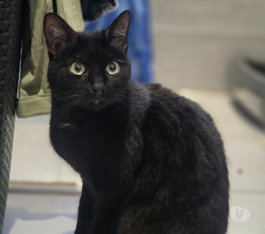 Don animaux Aude Carcassonne - Photos Vivastreet Moumou chat noir 2 ans A ADOPTER