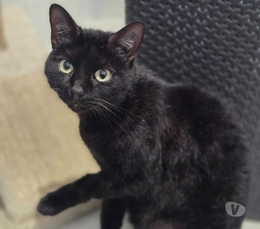 Don animaux Aude Carcassonne - Photos Vivastreet Moumou chat noir 2 ans A ADOPTER
