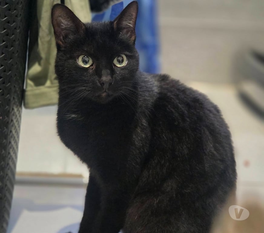 Don animaux Aude Carcassonne - Photos Vivastreet Moumou chat noir 2 ans A ADOPTER