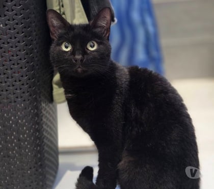 Adoption animaux Carcassonne Carcassonne - Photos Vivastreet Moumou chat noir 2 ans A ADOPTER