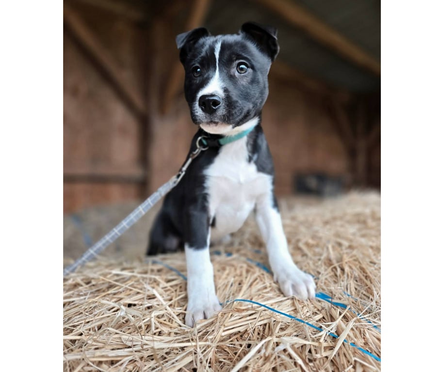 Don animaux Aude Carcassonne - Photos Vivastreet Chiots cherchent familles serieuses pour adoption