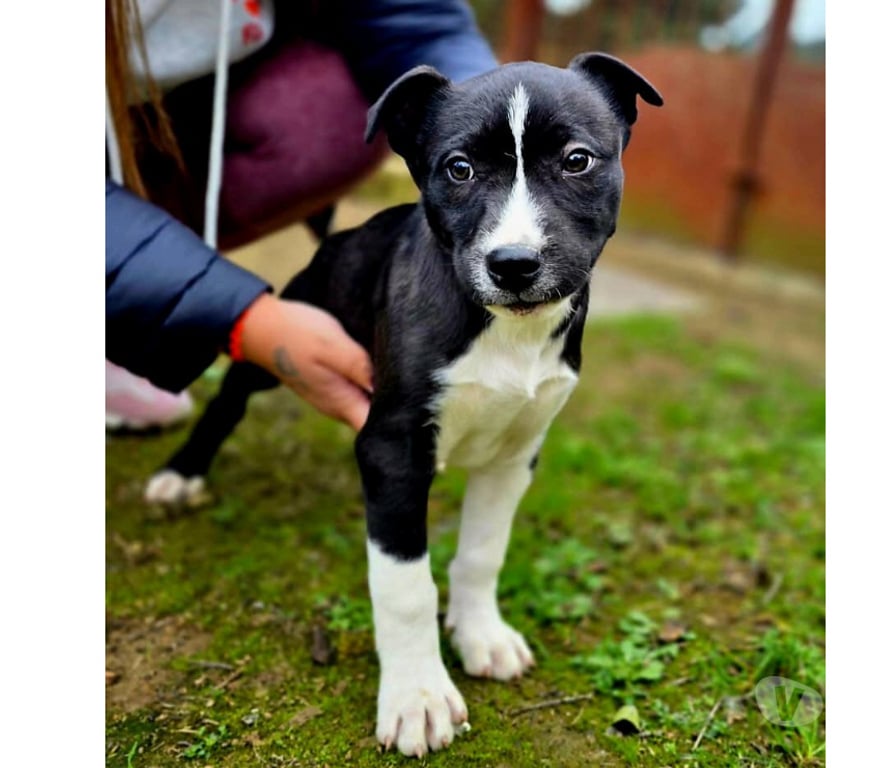 Don animaux Aude Carcassonne - Photos Vivastreet Chiots cherchent familles serieuses pour adoption