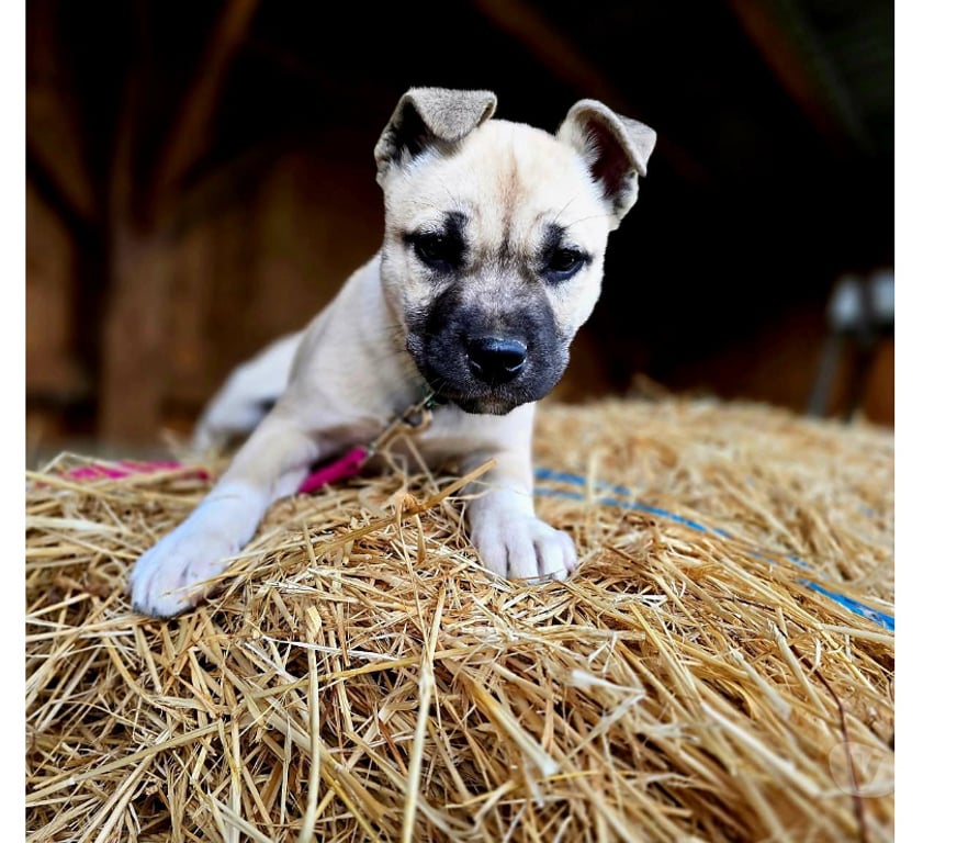 Don animaux Aude Carcassonne - Photos Vivastreet Chiots cherchent familles serieuses pour adoption