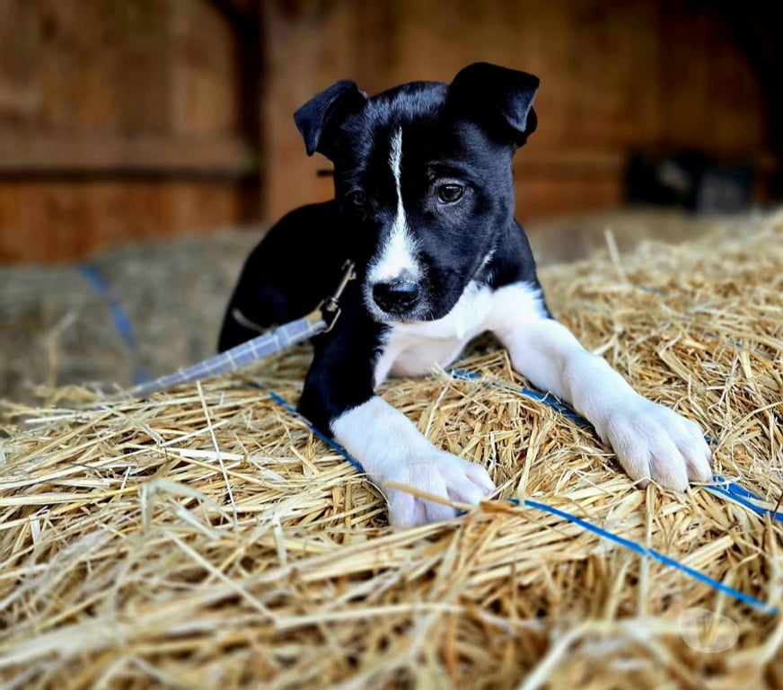 Don animaux Aude Carcassonne - Photos Vivastreet Chiots cherchent familles serieuses pour adoption