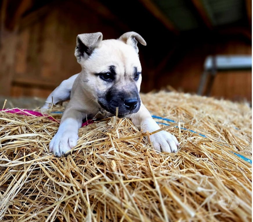 Don animaux Aude Carcassonne - Photos Vivastreet Chiots cherchent familles serieuses pour adoption