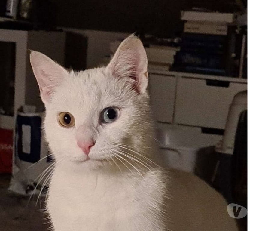 Don animaux Val-d'Oise Soisy sous Montmorency - 95230 - Photos Vivastreet Bianca, chatte à adopter