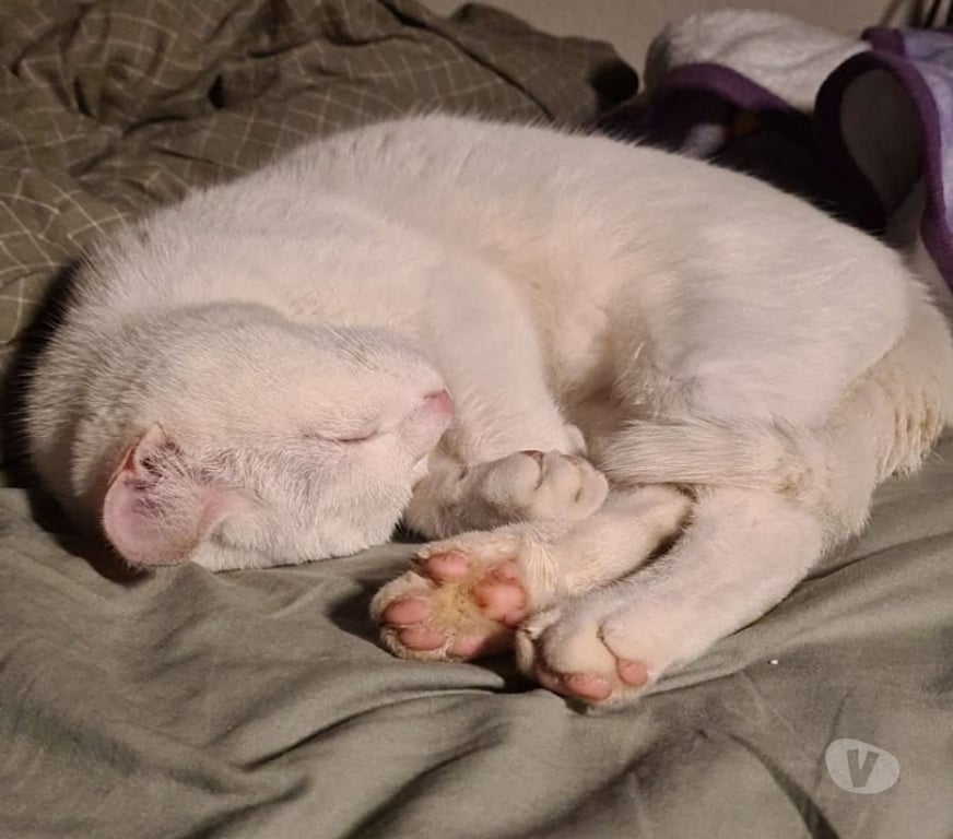 Don animaux Val-d'Oise Soisy sous Montmorency - 95230 - Photos Vivastreet Bianca, chatte à adopter