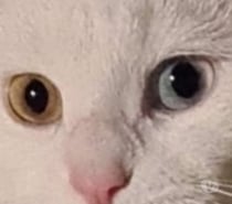 Bianca, chatte à adopter