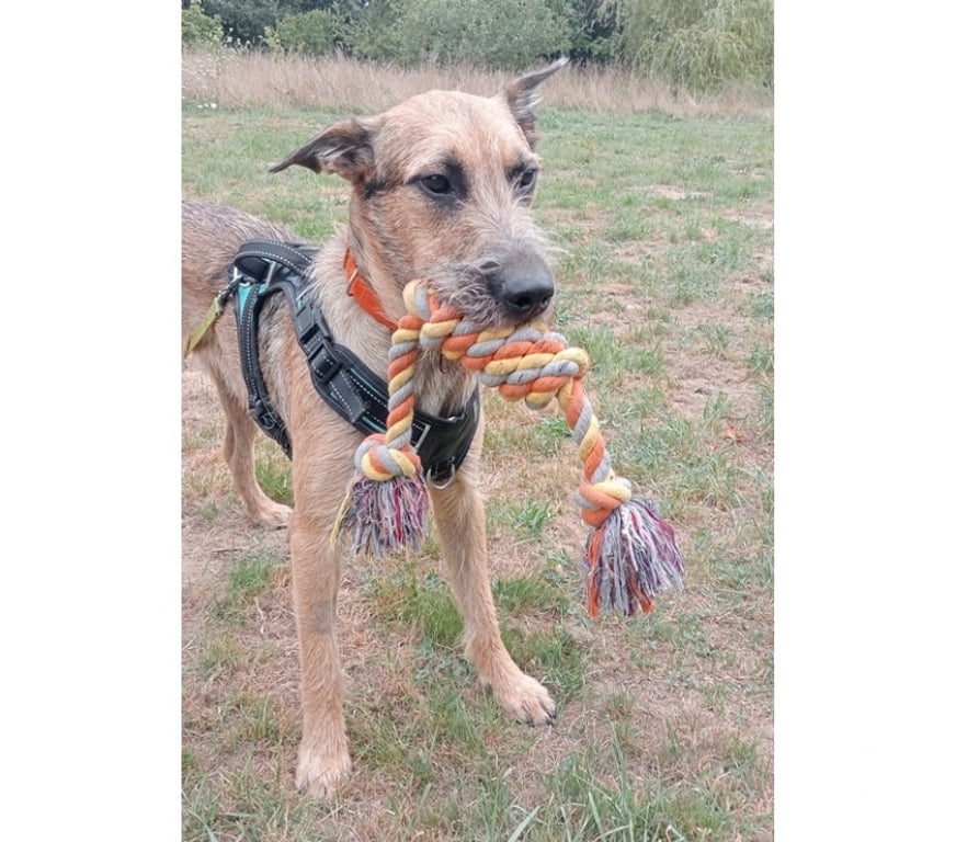 Vente Loire-Atlantique St Etienne de Montluc - 44360 - Photos Vivastreet Snoopy, chien croisé malinois griffon à adopter