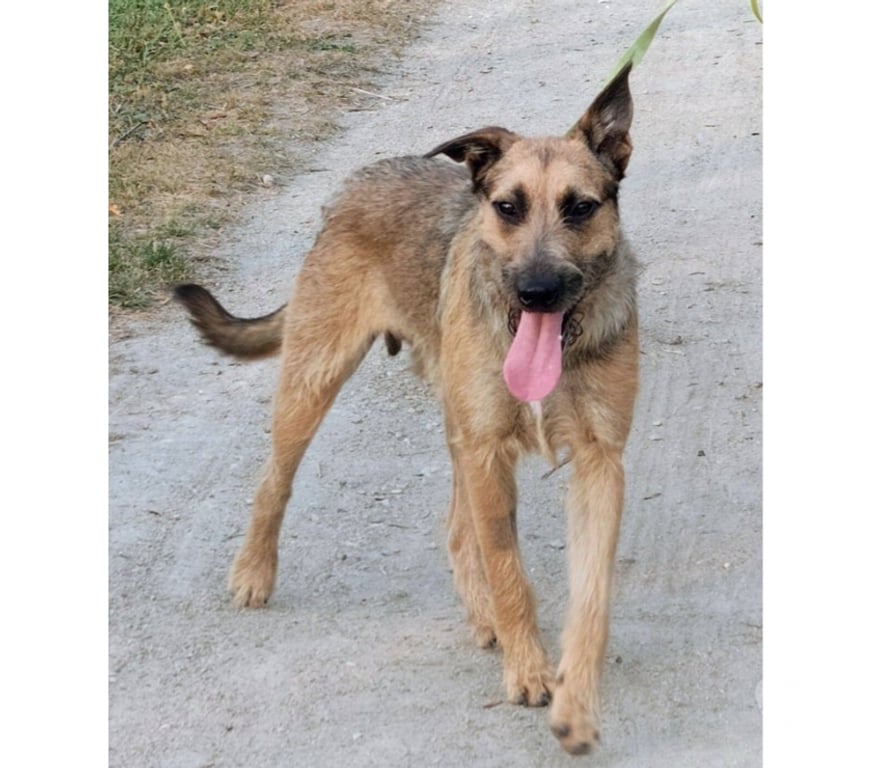 Vente Loire-Atlantique St Etienne de Montluc - 44360 - Photos Vivastreet Snoopy, chien croisé malinois griffon à adopter