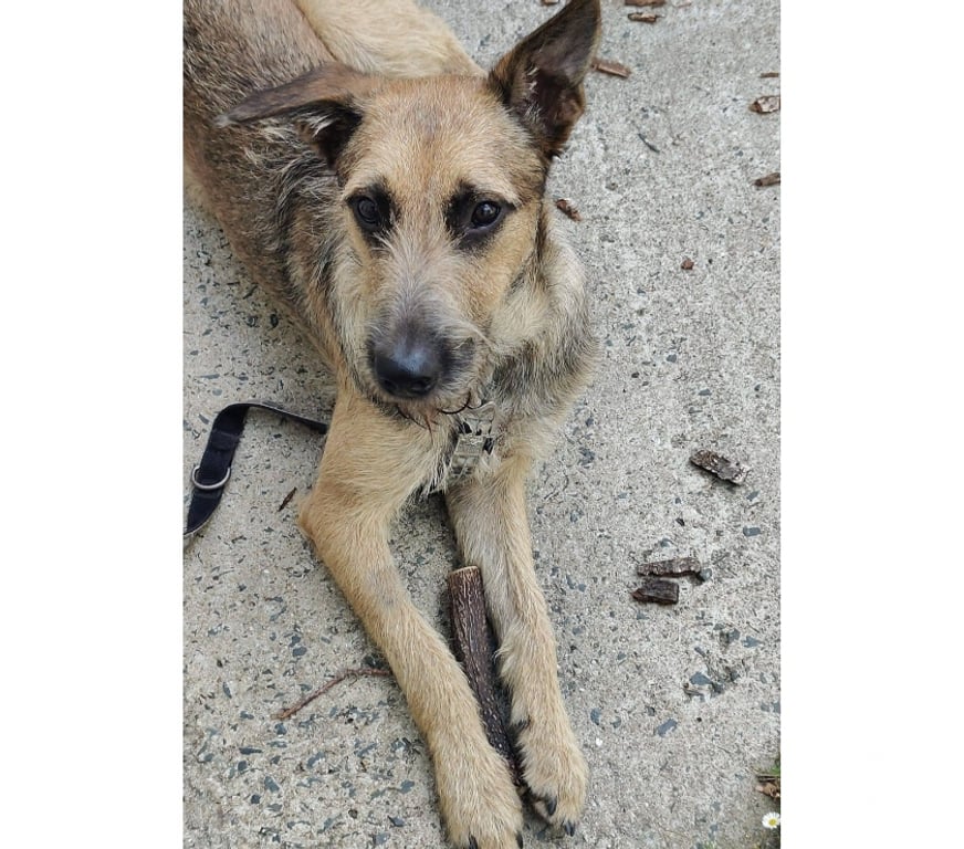 Vente Loire-Atlantique St Etienne de Montluc - 44360 - Photos Vivastreet Snoopy, chien croisé malinois griffon à adopter