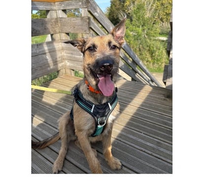 Vente animaux St Etienne de Montluc Loire-Atlantique - Photos Vivastreet Snoopy, chien croisé malinois griffon à adopter