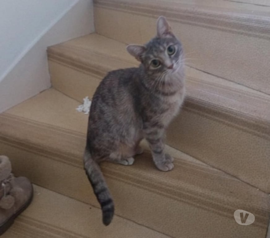 Vente Vendée Les Brouzils - 85260 - Photos Vivastreet ATHENA, magnifique chatte tigrée à adopter