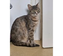 ATHENA, magnifique chatte tigrée à adopter