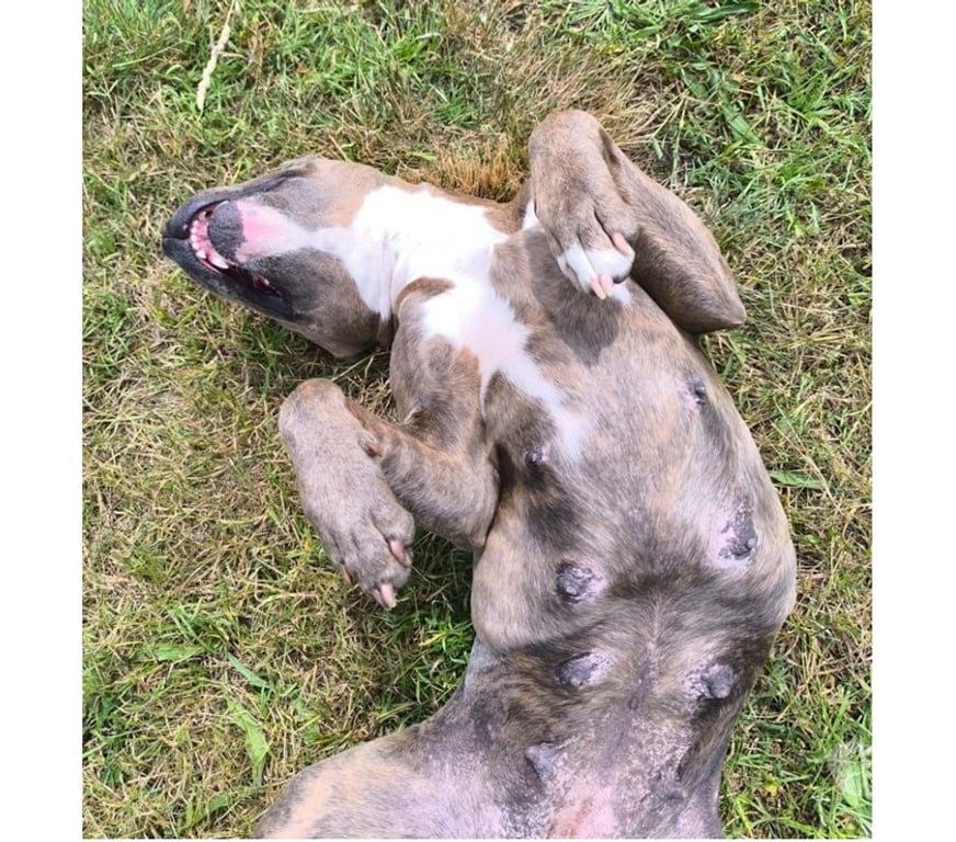 Vente Loire-Atlantique Conquereuil - 44290 - Photos Vivastreet TASHA, magnifique American Staffordshire Terrier