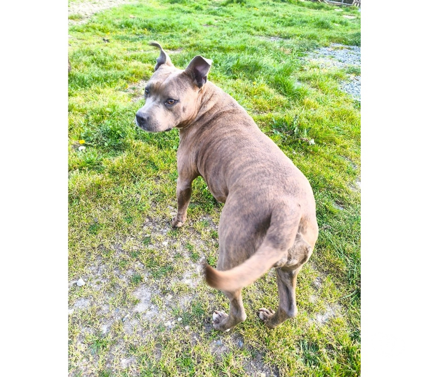 Vente Loire-Atlantique Conquereuil - 44290 - Photos Vivastreet TASHA, magnifique American Staffordshire Terrier