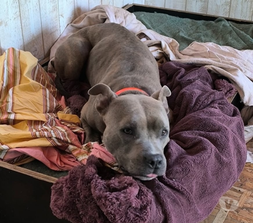 Vente Loire-Atlantique Conquereuil - 44290 - Photos Vivastreet TASHA, magnifique American Staffordshire Terrier