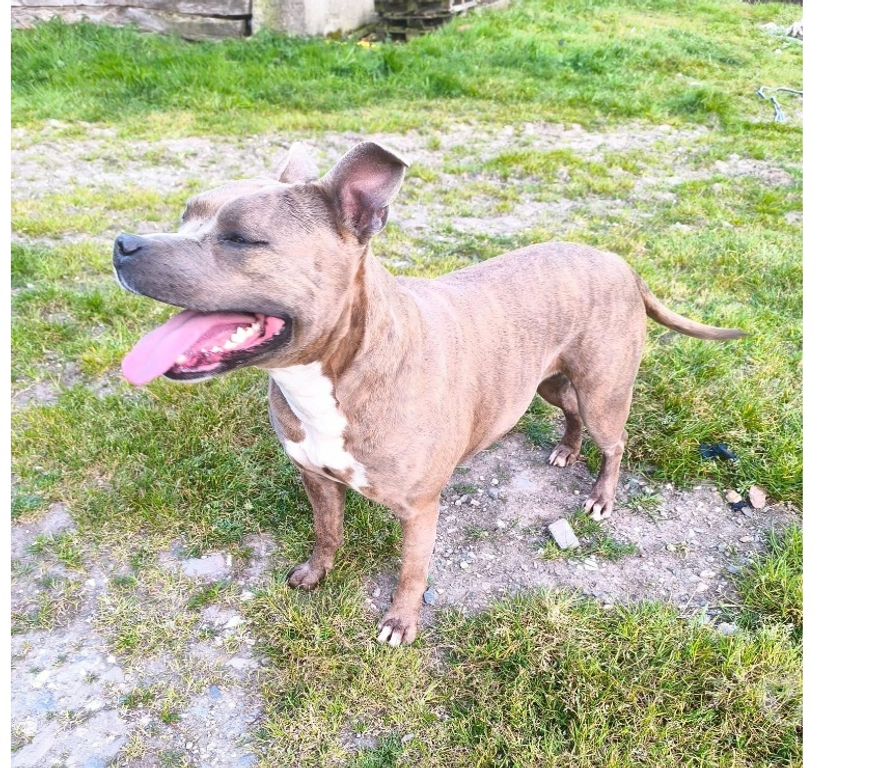 Vente Loire-Atlantique Conquereuil - 44290 - Photos Vivastreet TASHA, magnifique American Staffordshire Terrier