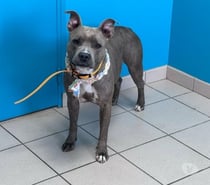 TASHA, magnifique American Staffordshire Terrier