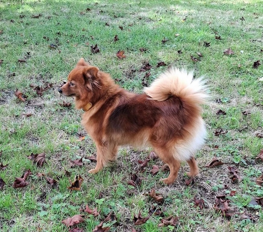 Vente Cher Foecy - 18500 - Photos Vivastreet Tchoupie, chienne croisée spitz à adopter