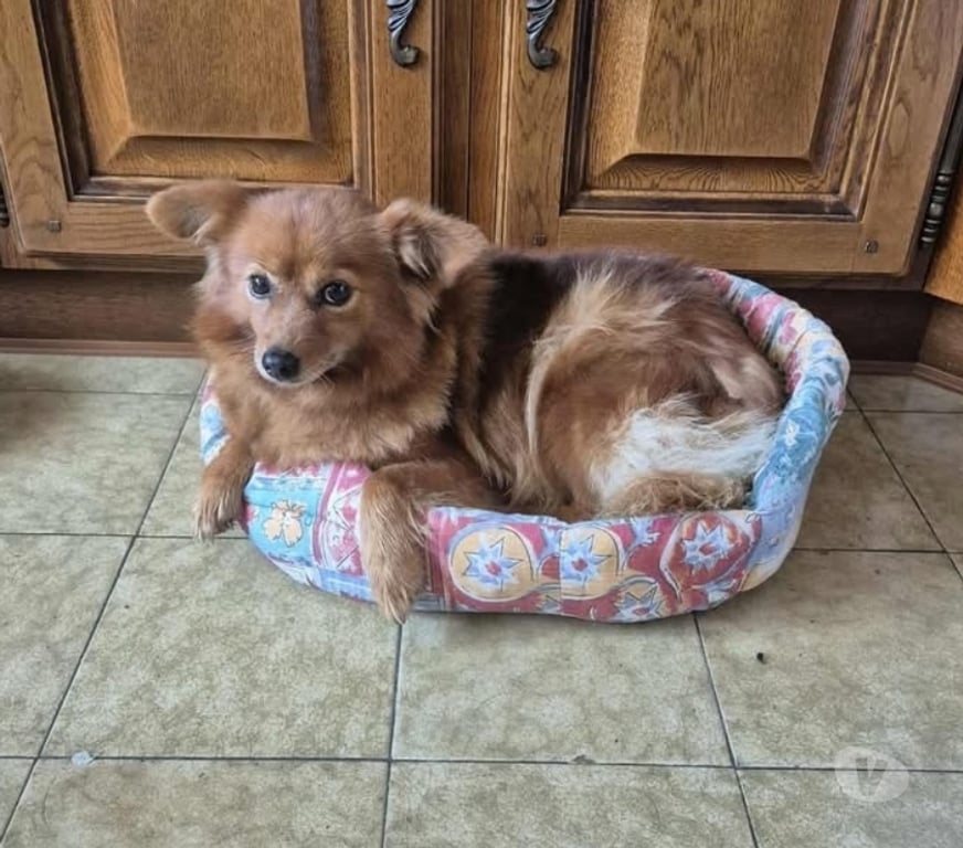 Vente Cher Foecy - 18500 - Photos Vivastreet Tchoupie, chienne croisée spitz à adopter