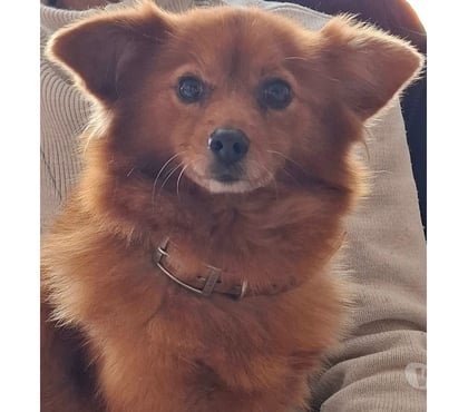 Vente animaux Foecy Cher - Photos Vivastreet Tchoupie, chienne croisée spitz à adopter