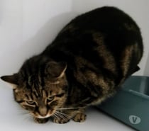 AMLET, chat tigré 10 ans type européen, non lof