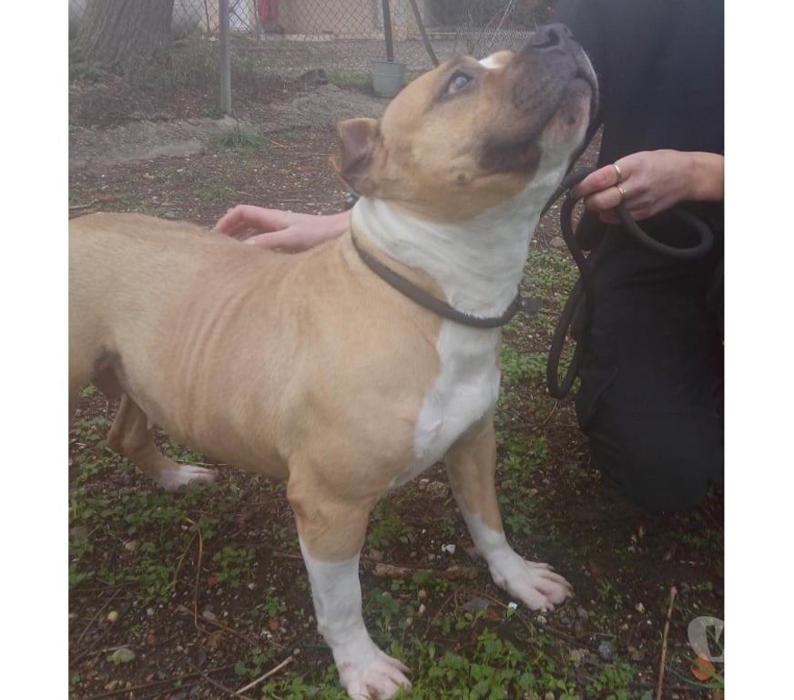 Don animaux Hérault Beziers - 34500 - Photos Vivastreet ALLUMETTE, chienne type bouledogue français 5 ans non lof