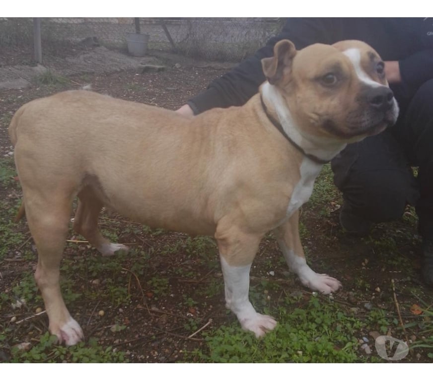 Don animaux Hérault Beziers - 34500 - Photos Vivastreet ALLUMETTE, chienne type bouledogue français 5 ans non lof