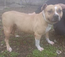 ALLUMETTE, chienne type bouledogue français 5 ans non lof