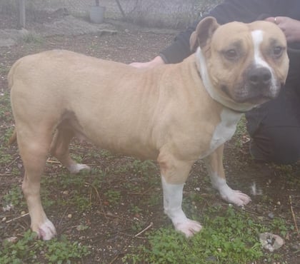 Don animaux Beziers Hérault - Photos Vivastreet ALLUMETTE, chienne type bouledogue français 5 ans non lof