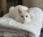 Nova, chat blanc à adopter