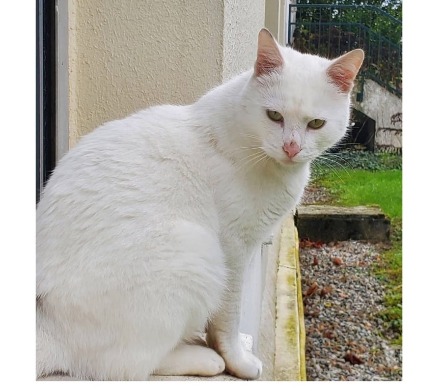 Vente Loire-Atlantique Orvault - 44700 - Photos Vivastreet Nova, chat blanc à adopter
