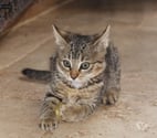 Jade, chatte tigrée à adopter