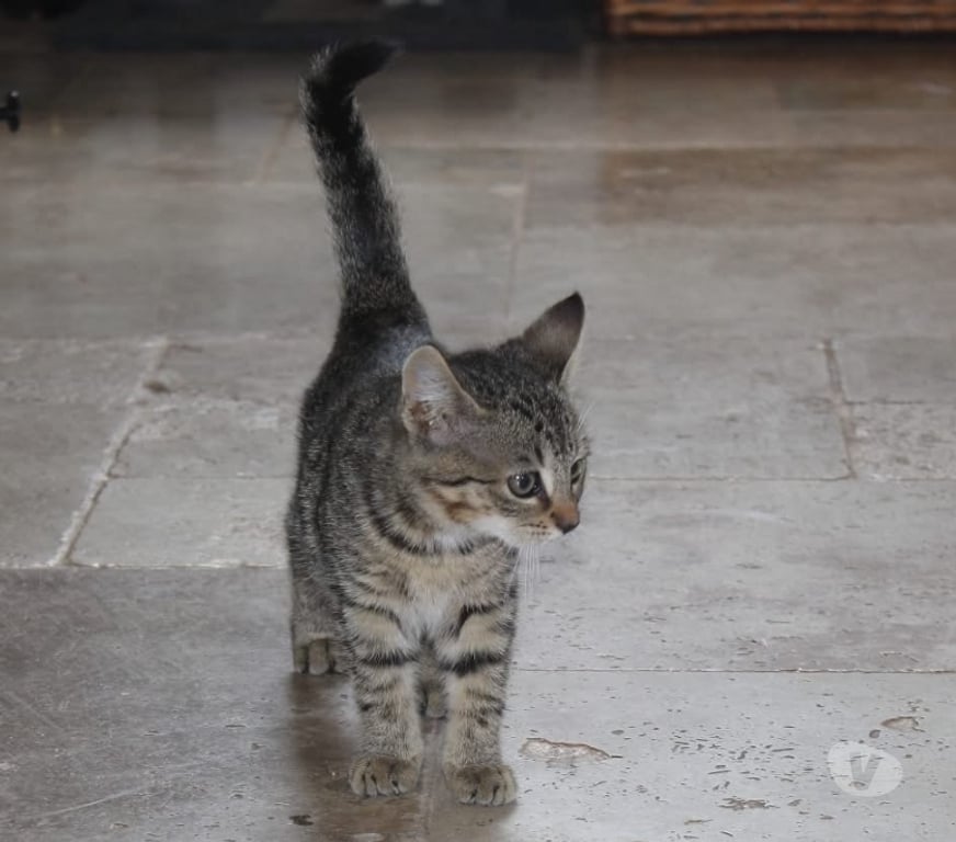Vente Cher Bessais le Fromental - 18210 - Photos Vivastreet Jade, chatte tigrée à adopter