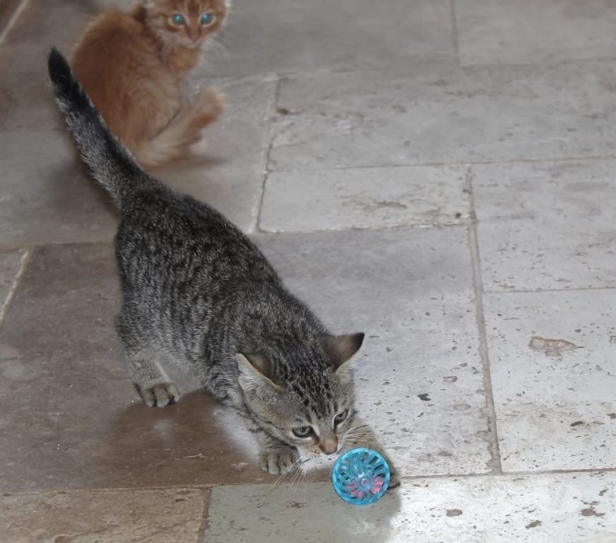 Vente Cher Bessais le Fromental - 18210 - Photos Vivastreet Jade, chatte tigrée à adopter