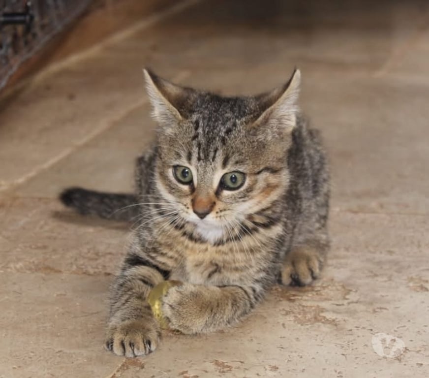 Vente Cher Bessais le Fromental - 18210 - Photos Vivastreet Jade, chatte tigrée à adopter