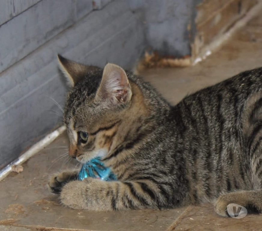 Vente Cher Bessais le Fromental - 18210 - Photos Vivastreet Jade, chatte tigrée à adopter